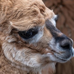 Lama